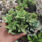 Aloe-Juvenna-22Tiger-Tooth-Aloe22-Succulent-Plant