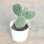 bunny-ear-cactus-opuntia-microdasyscactus-by-nationbloom