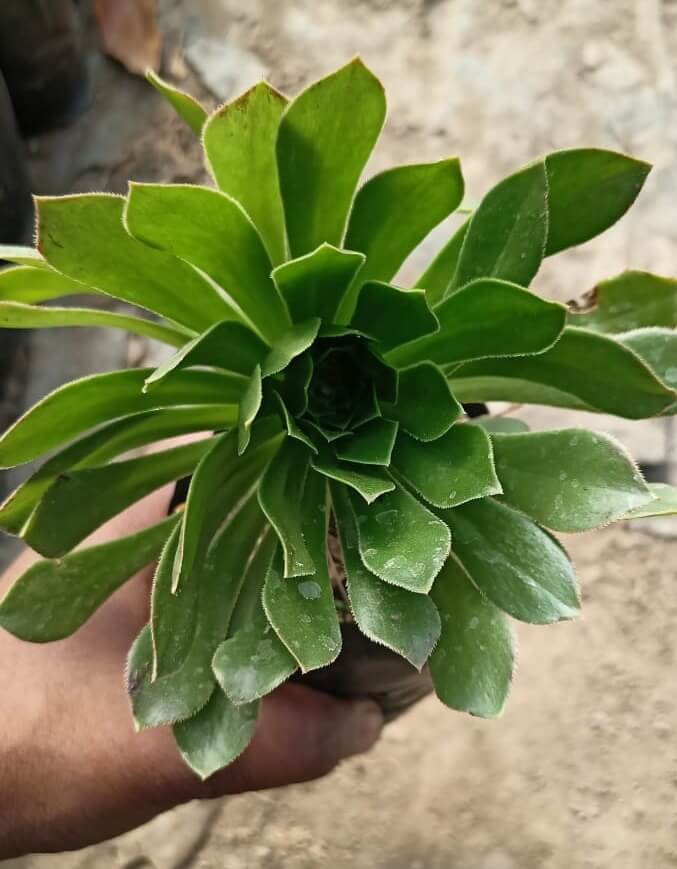 Aeonium-arboreum