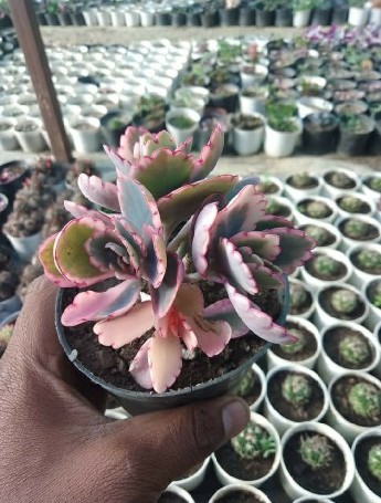 Kalanchoe-Fetchschonki-Variegata