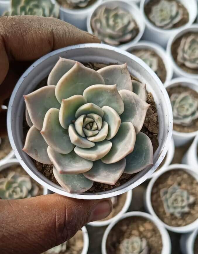 echeveria-elegans-rose